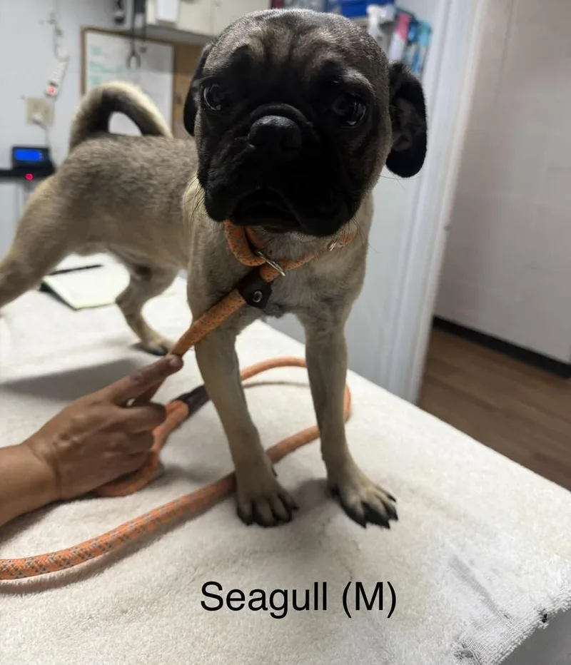 A young small-sized male Pug dog named Seagull for adoption in ventura, CA