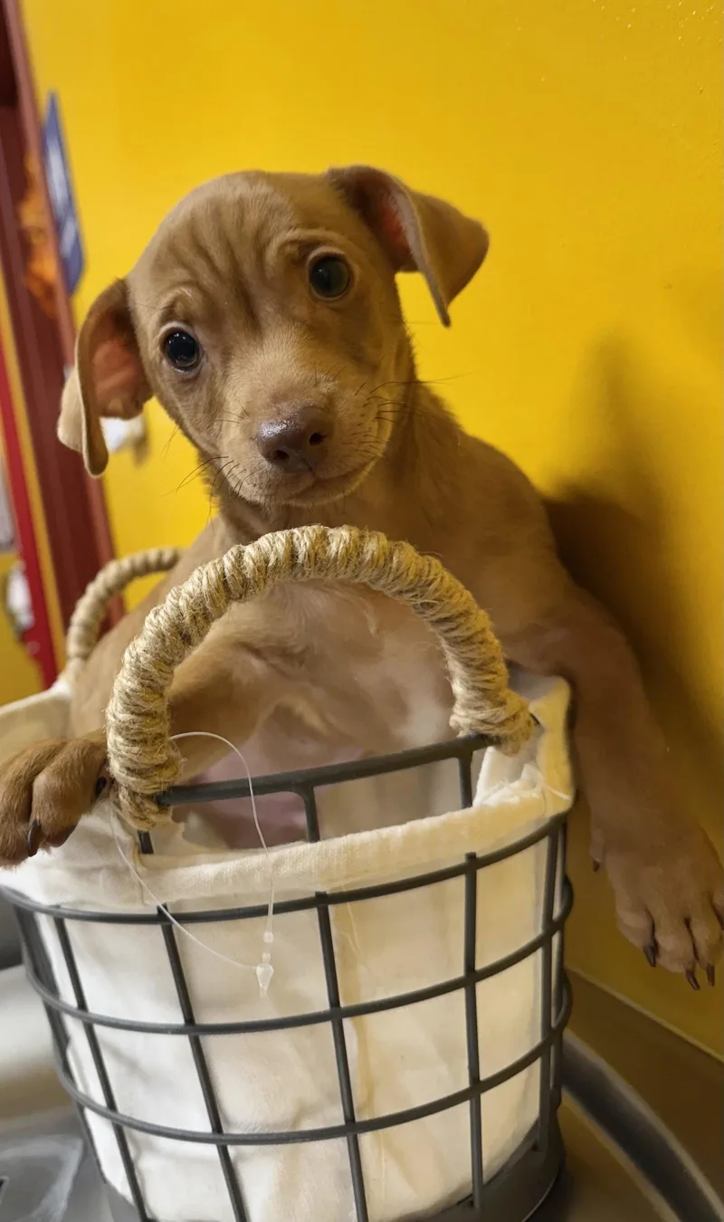 A baby small-sized male Chihuahua dog named Lake for adoption in Munford, TN