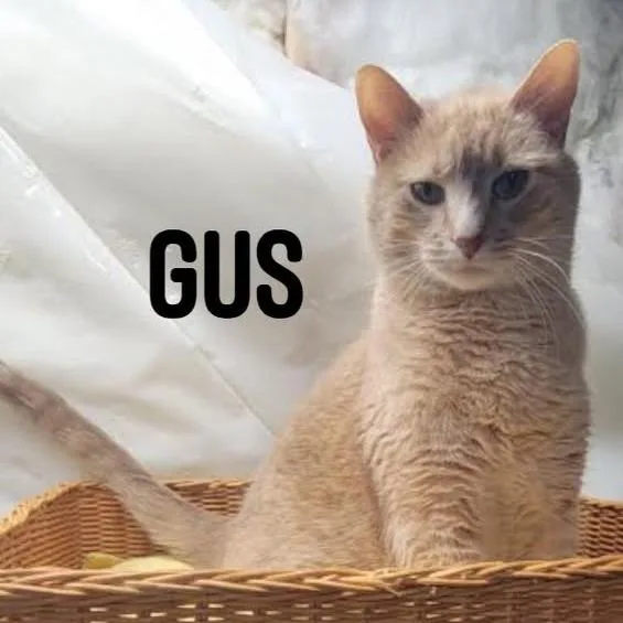 An adult small-sized male Orange / Red Domestic Short Hair cat named Gus C for adoption in Princeton, MN