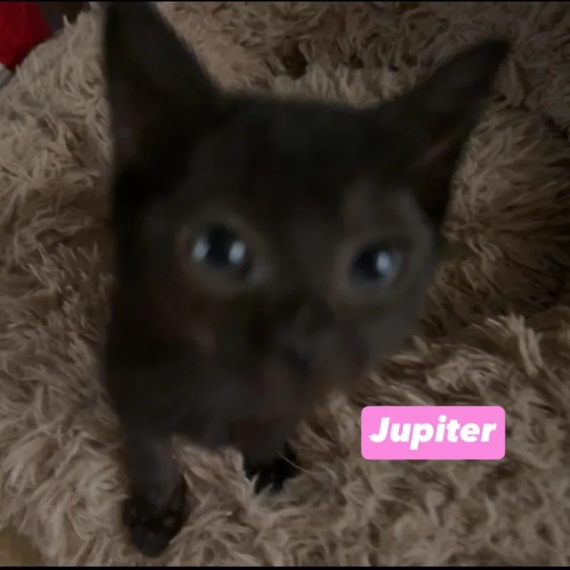 A baby small-sized male Black Domestic Short Hair cat named Jupiter for adoption in Richmond, IN
