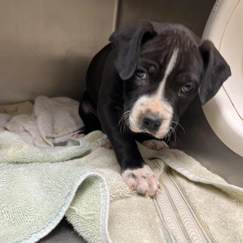 A baby small-sized female Black Mixed Breed dog named Lilly Allen for adoption in Chattanooga, TN