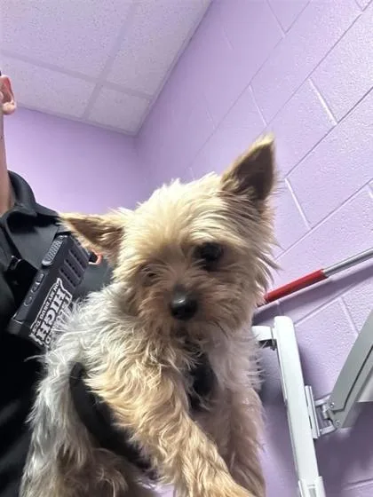 An adult small-sized male Brown / Chocolate Yorkshire Terrier dog named 61295293 for adoption in El Paso, TX