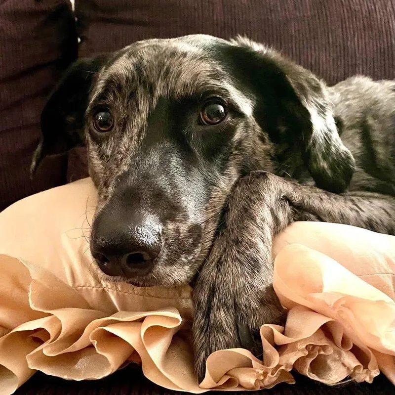 A young medium-sized female Harlequin Catahoula Leopard Dog dog named Shania for adoption in Honeoye Falls, NY