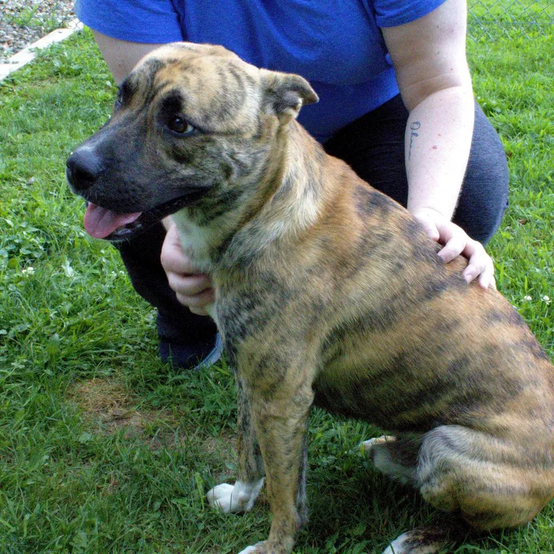 A young medium-sized male Brindle Pit Bull Terrier dog named Kratos for adoption in Carrollton, OH