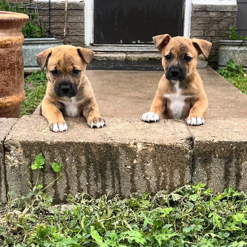 A baby medium-sized female Yellow / Tan / Blond / Fawn Mixed Breed dog named Sadie for adoption in Kerrville, TX