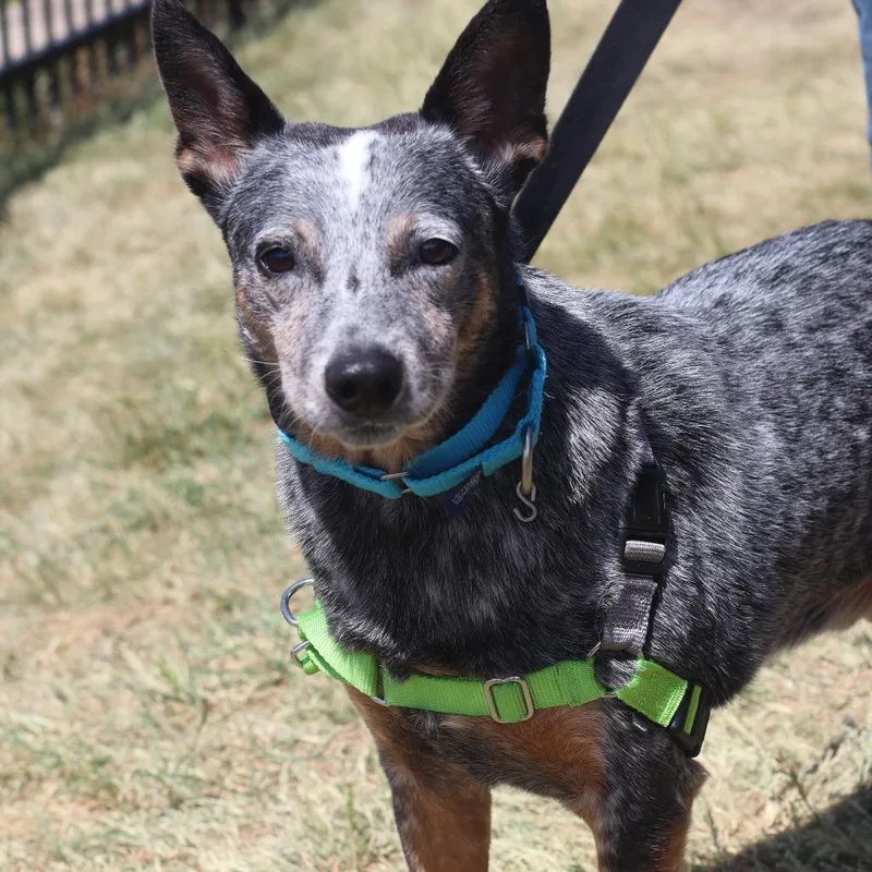 A senior medium-sized male Black Mixed Breed dog named Buddy for adoption in Waukesha, WI