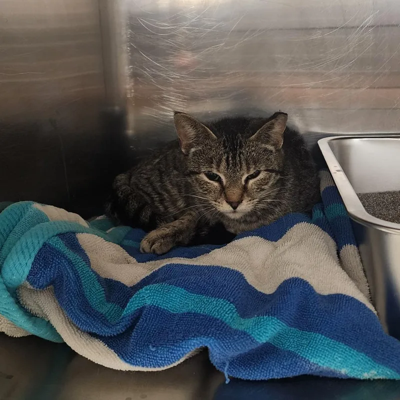 An adult medium-sized female Brown / Chocolate Domestic Short Hair cat named Millie for adoption in Evensville, TN