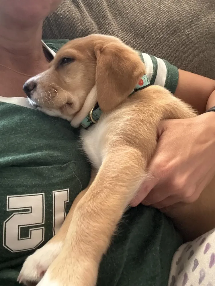 A baby large-sized female White / Cream Labrador Retriever dog named Penne for adoption in Greenlawn, NY