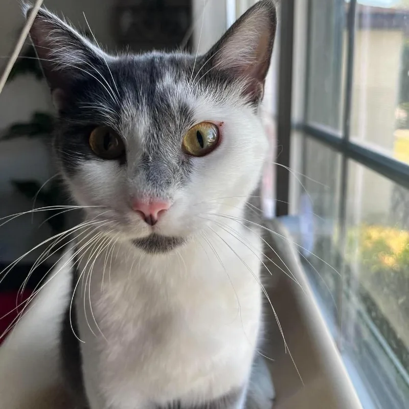 A young small-sized female Gray / Blue / Silver American Shorthair cat named Penne ARC for adoption in Akron, NY