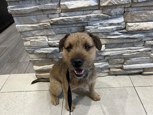A young medium-sized male Mixed Breed dog named Otter for adoption in Garland, TX