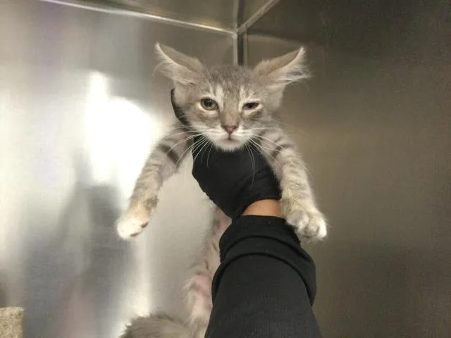 A baby small-sized female Domestic Short Hair cat named Bonnie for adoption in Thousand Palms, CA