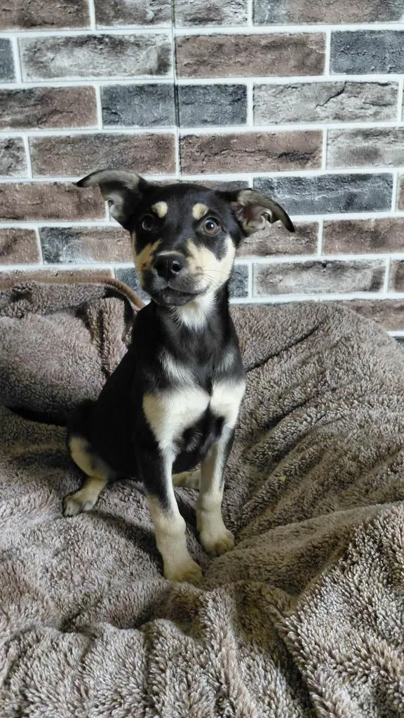 A baby medium-sized female Mixed Breed dog named Tegan for adoption in sun prairie, WI