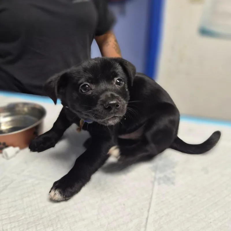 Kettle Corn thumbnail 2