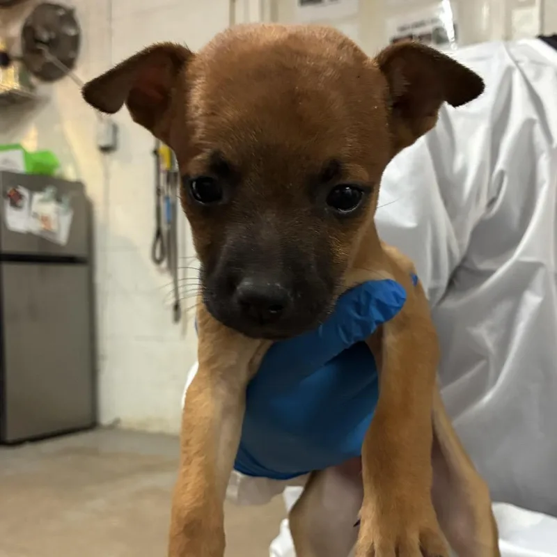 A baby medium-sized male Red / Chestnut / Orange Shepherd dog named Kevin for adoption in Edinburg, TX