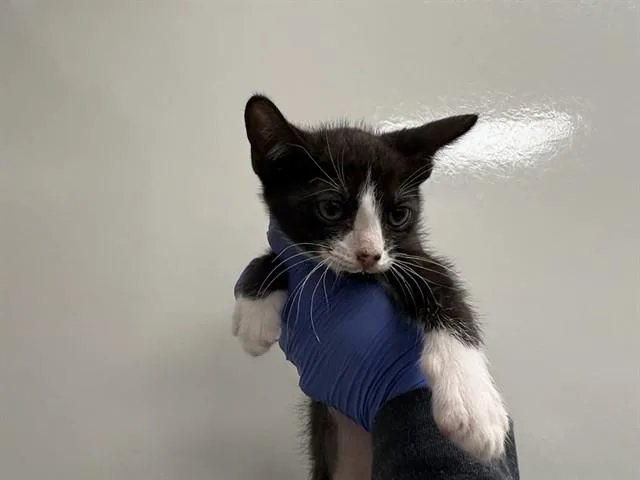 A baby small-sized female Domestic Short Hair cat named Judy for adoption in Ontario, CA