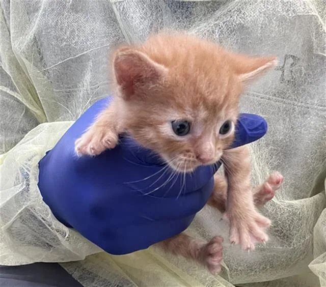 A baby medium-sized female Domestic Short Hair cat named Tesla for adoption in Dallas, TX