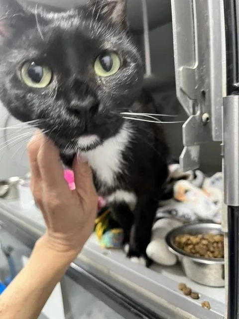 An adult medium-sized female Black & White / Tuxedo Domestic Short Hair cat named Molly for adoption in Anoka, MN