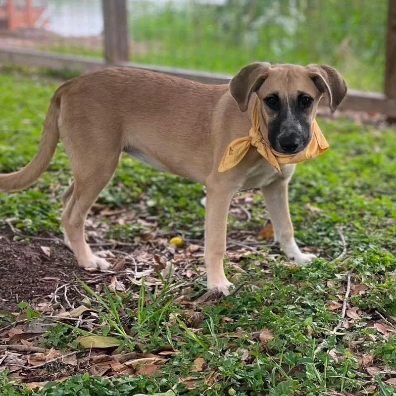 A young medium-sized female Mixed Breed dog named Monday for adoption in Lockhart, TX