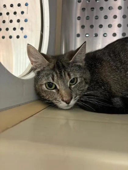 A young small-sized female Domestic Short Hair cat named Miss Reggie for adoption in Pendleton, OR