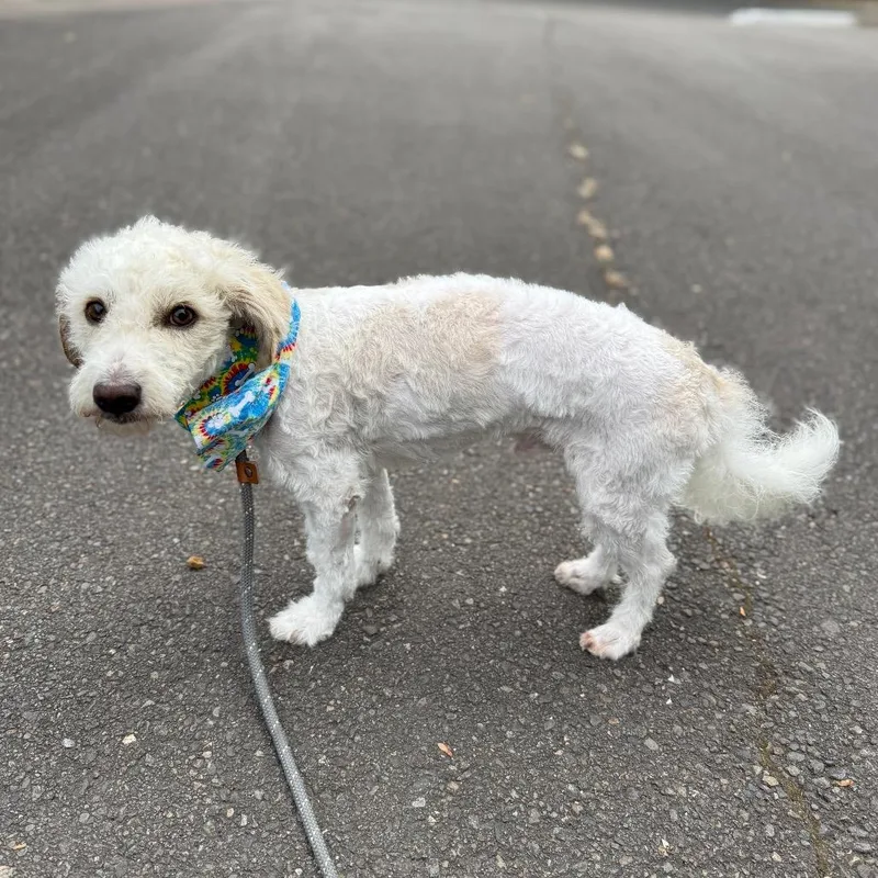 An adult small-sized male White / Cream Miniature Poodle dog named Herman for adoption in Newberg, OR