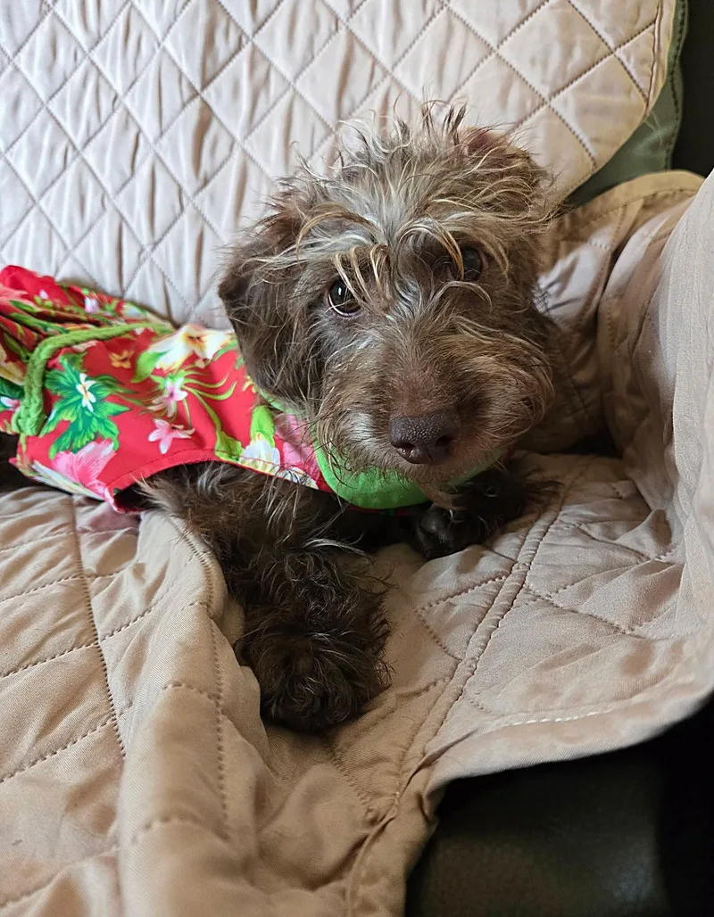 A baby small-sized male Brown / Chocolate Dachshund dog named Cricket for adoption in Fort Walton Beach, FL