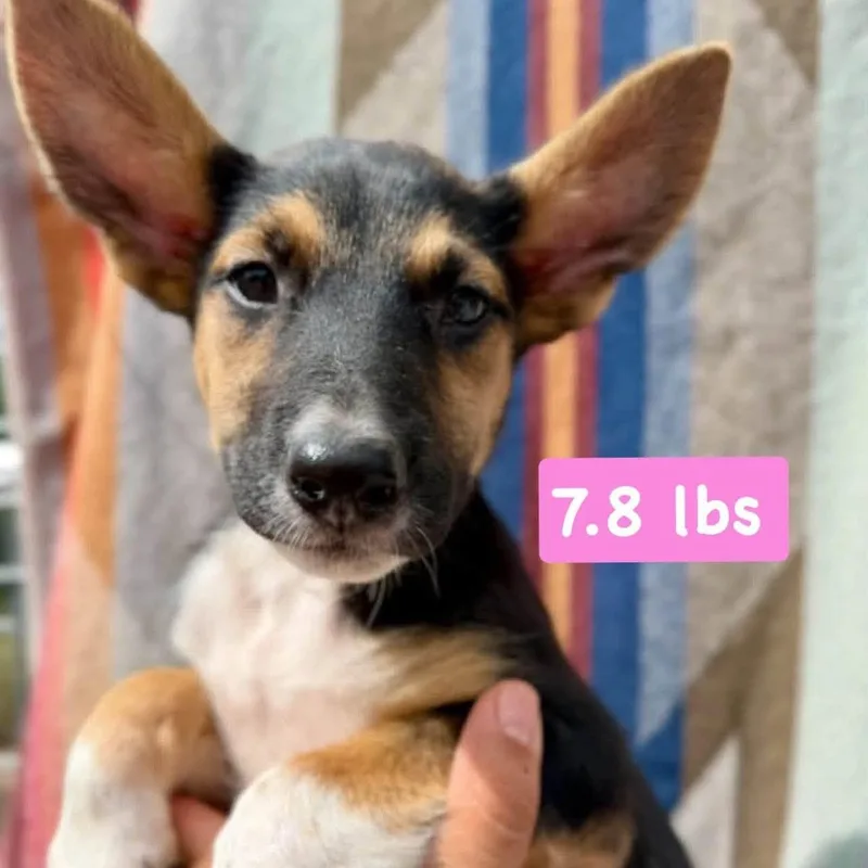 A baby large-sized female Tricolor (Brown, Black, & White) Shepherd dog named Bonnie for adoption in Traverse City, MI