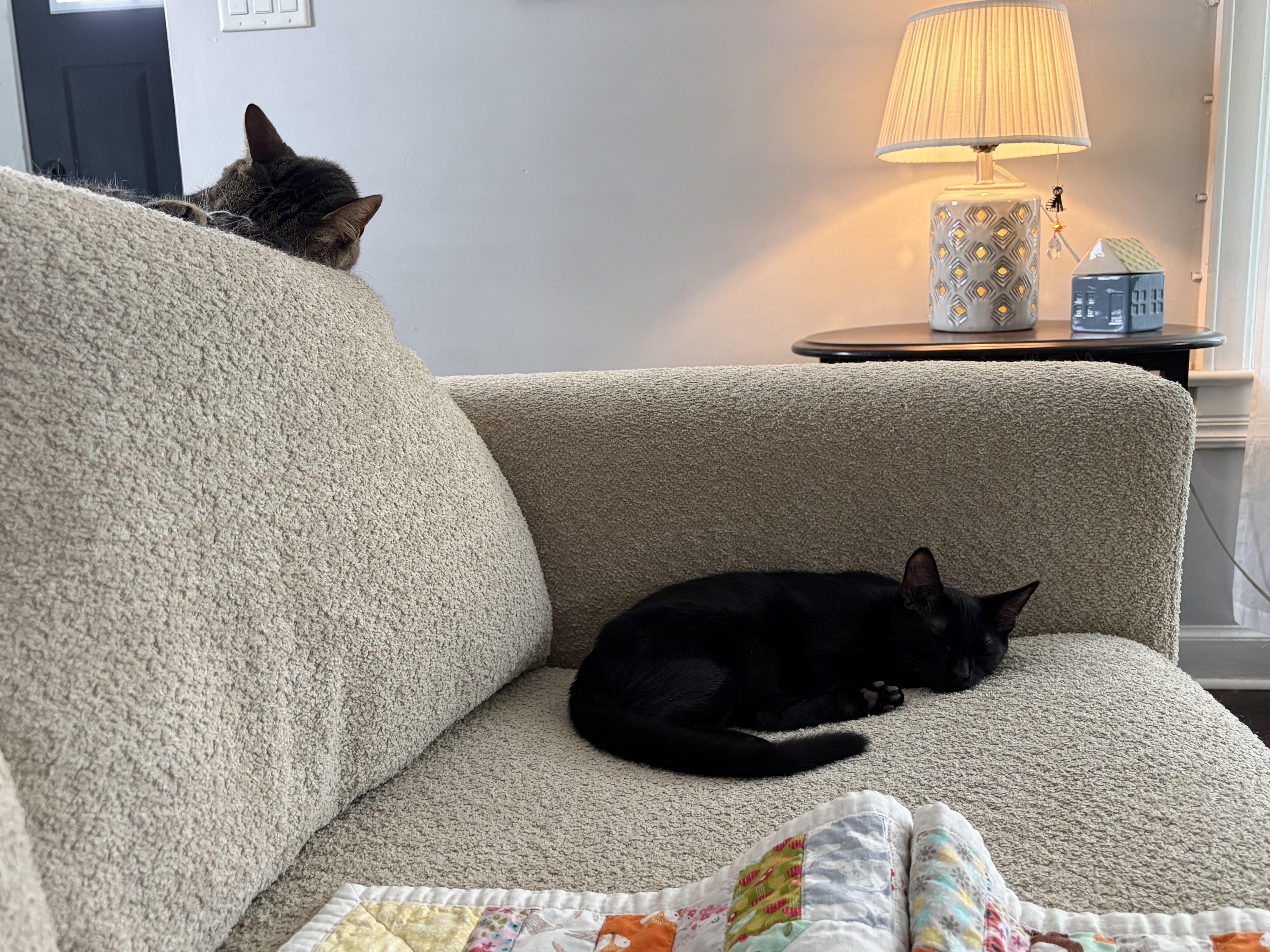 A young small-sized male Black Domestic Short Hair cat named Griffin for adoption in Columbus, OH