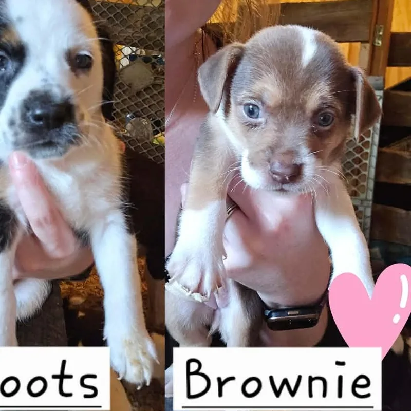 Brownie