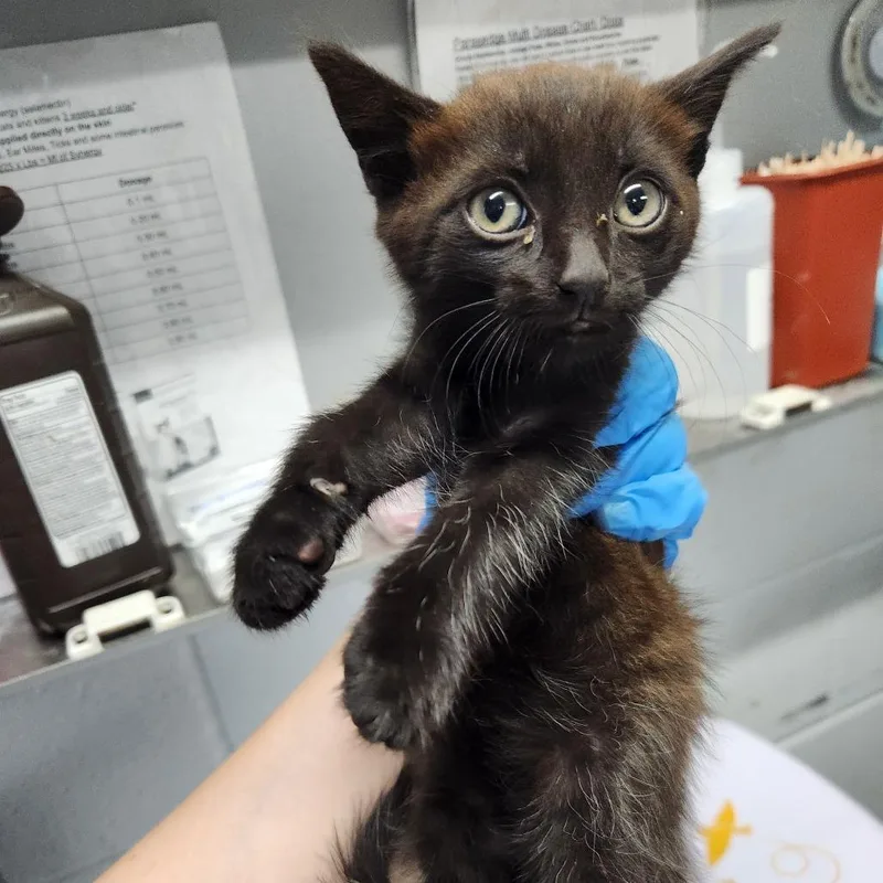 A baby small-sized male Black Domestic Short Hair cat named Redman @ Petsmart In for adoption in Summerville, SC
