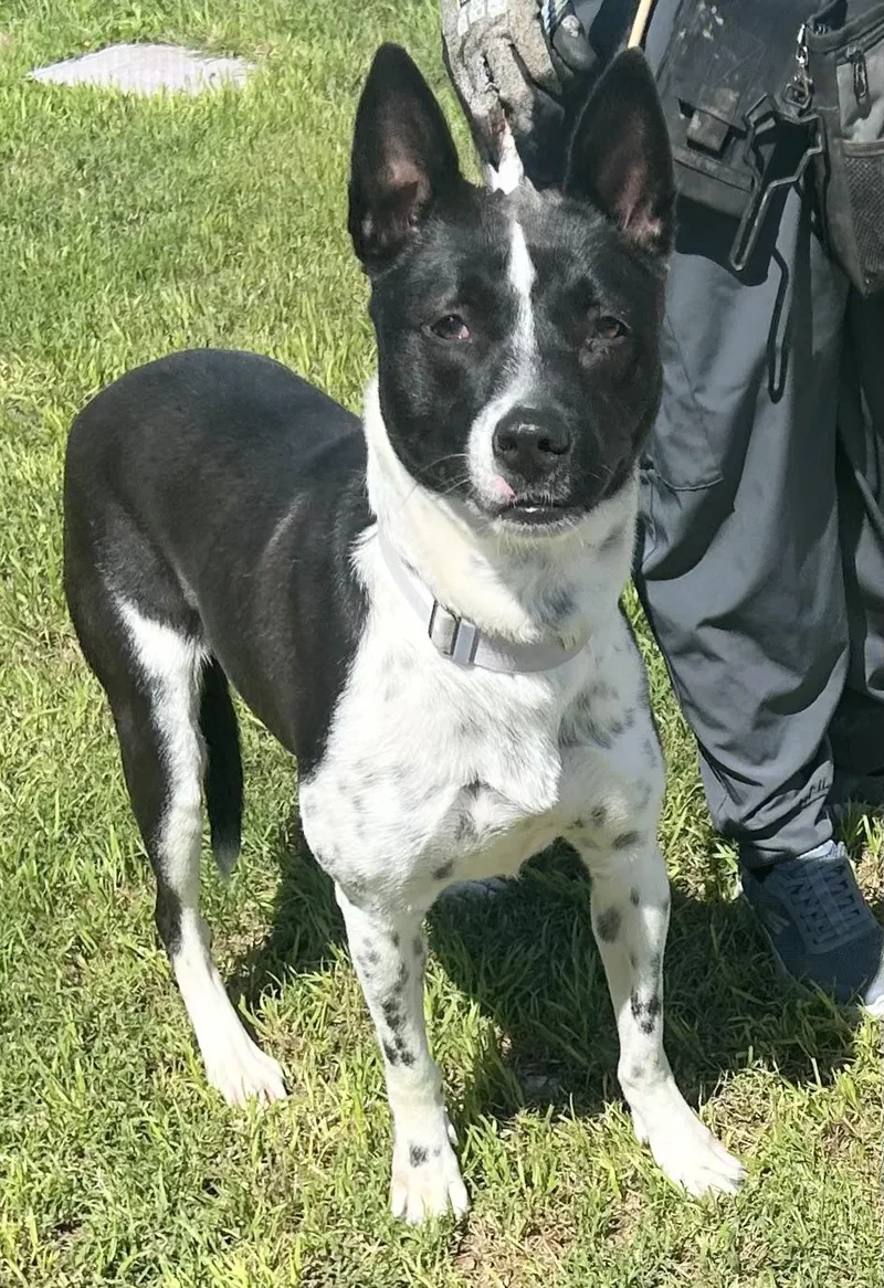 An adult large-sized female Black Mixed Breed dog named Opal for adoption in Georgetown, TX