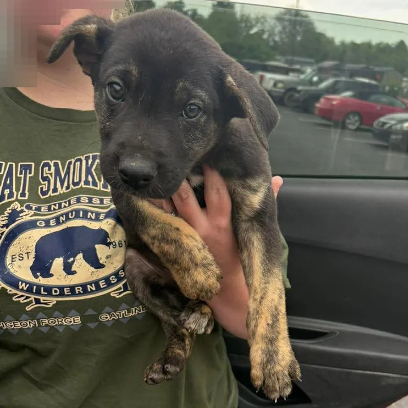 A baby medium-sized male Black Boxer dog named Walker for adoption in Columbia Station, OH