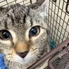 A baby medium-sized female Brown / Chocolate Domestic Short Hair cat named Re for adoption in Rapid City, SD