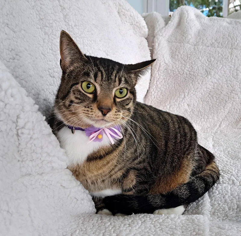 An adult medium-sized female Tabby (Brown / Chocolate) Tabby cat named Anna for adoption in Columbus , OH