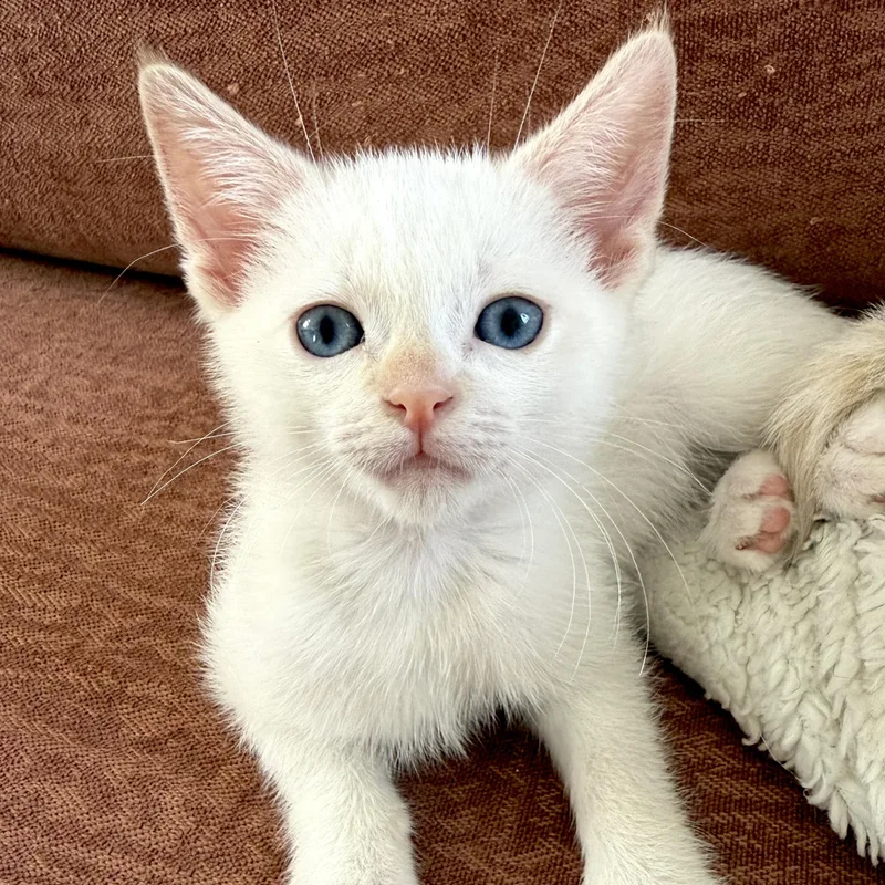 A baby medium-sized female White Domestic Short Hair cat named Eloise for adoption in Los Angeles, CA