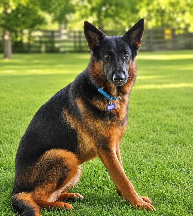 An adult large-sized male Bicolor German Shepherd Dog dog named Gunther for adoption in Houston, TX