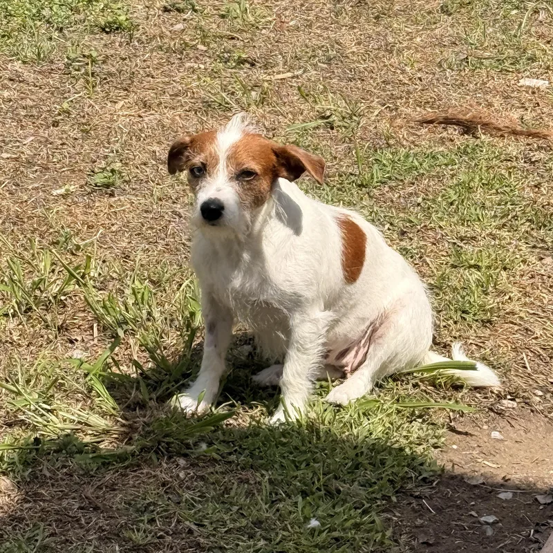 Tillie