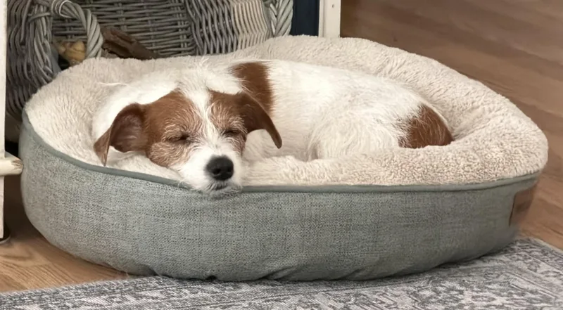 Tillie thumbnail 2