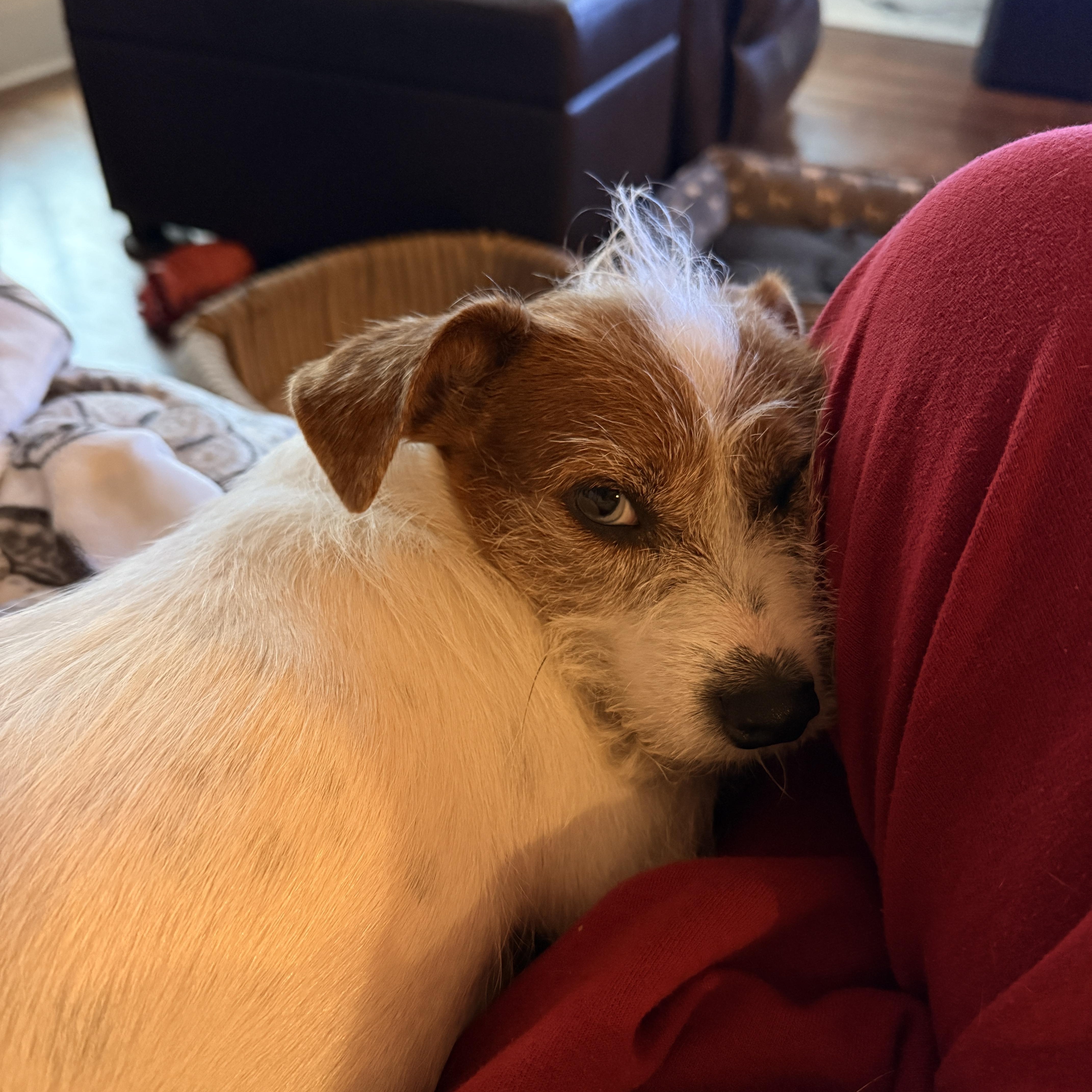 Tillie thumbnail 3