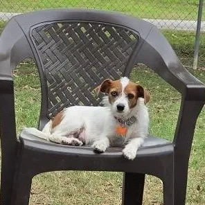 Tillie thumbnail 5