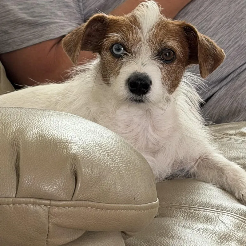 Tillie thumbnail 6