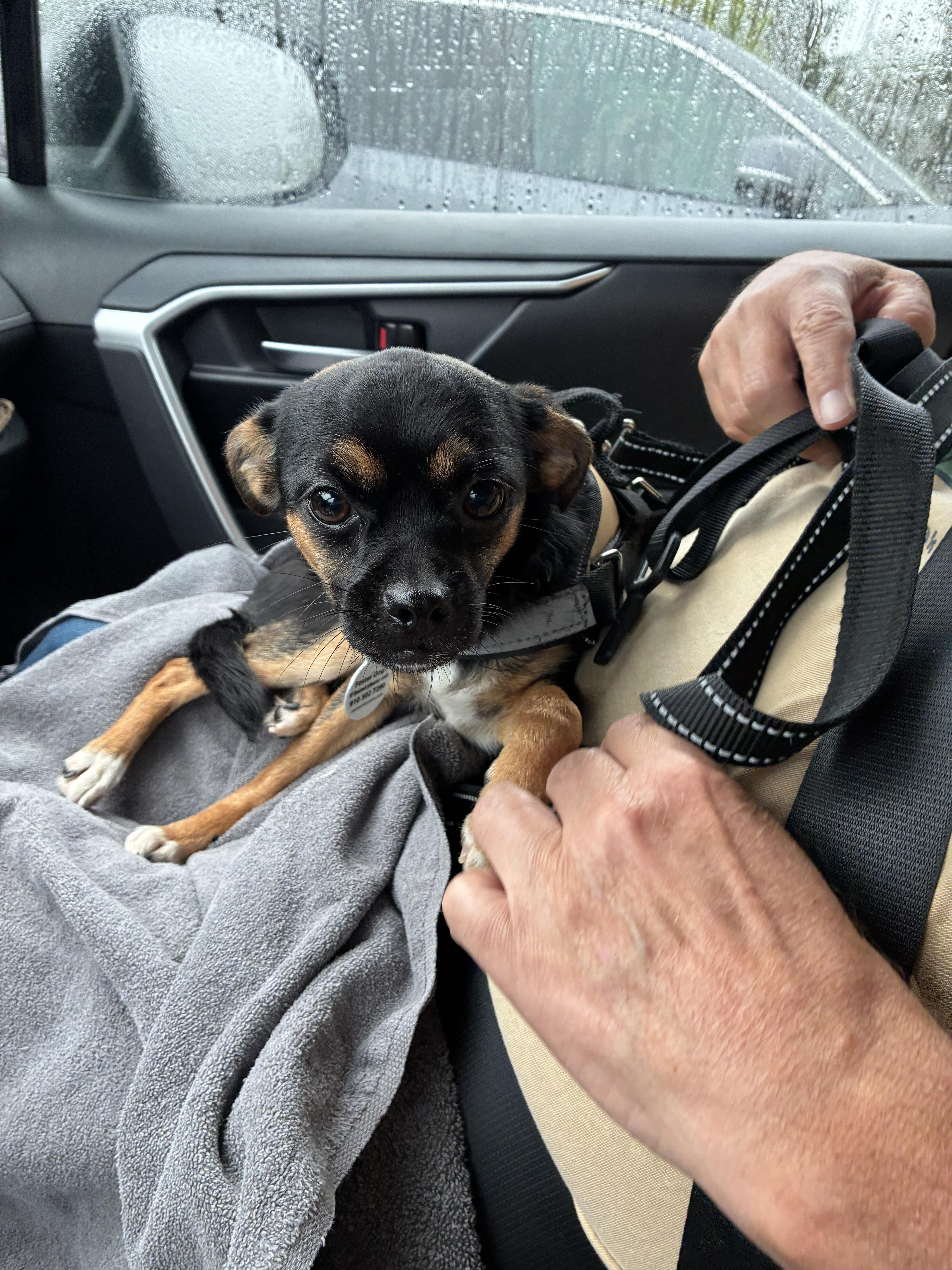 A young small-sized female Chihuahua dog named Minnie for adoption in Albany, NY