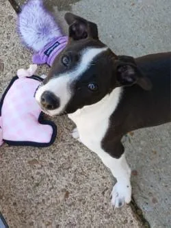 A baby medium-sized female Terrier dog named Ginny for adoption in West Memphis, AR