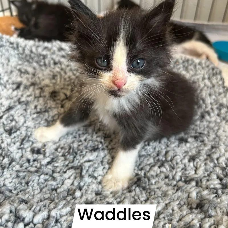 A baby small-sized male Black & White / Tuxedo Domestic Long Hair cat named Waddles for adoption in Tulsa, OK