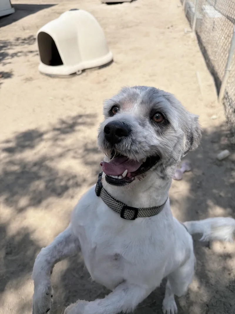An adult medium-sized male White / Cream Terrier dog named Sir Winston for adoption in Fresno, CA