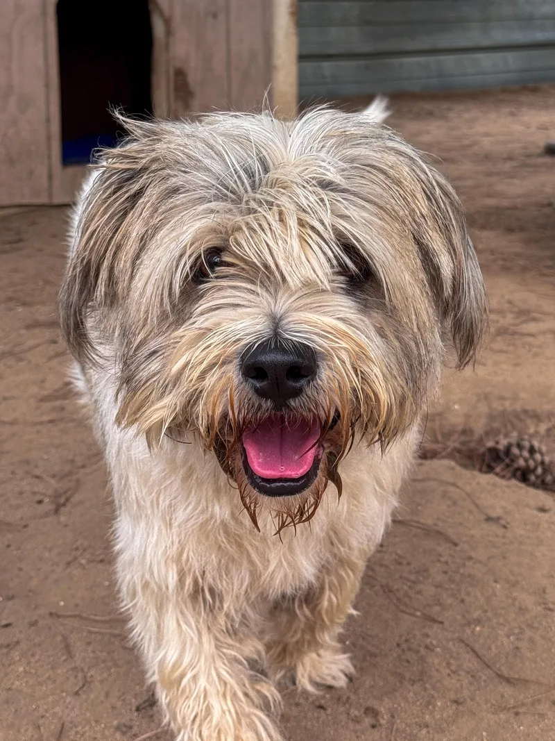 Sir Winston thumbnail 2