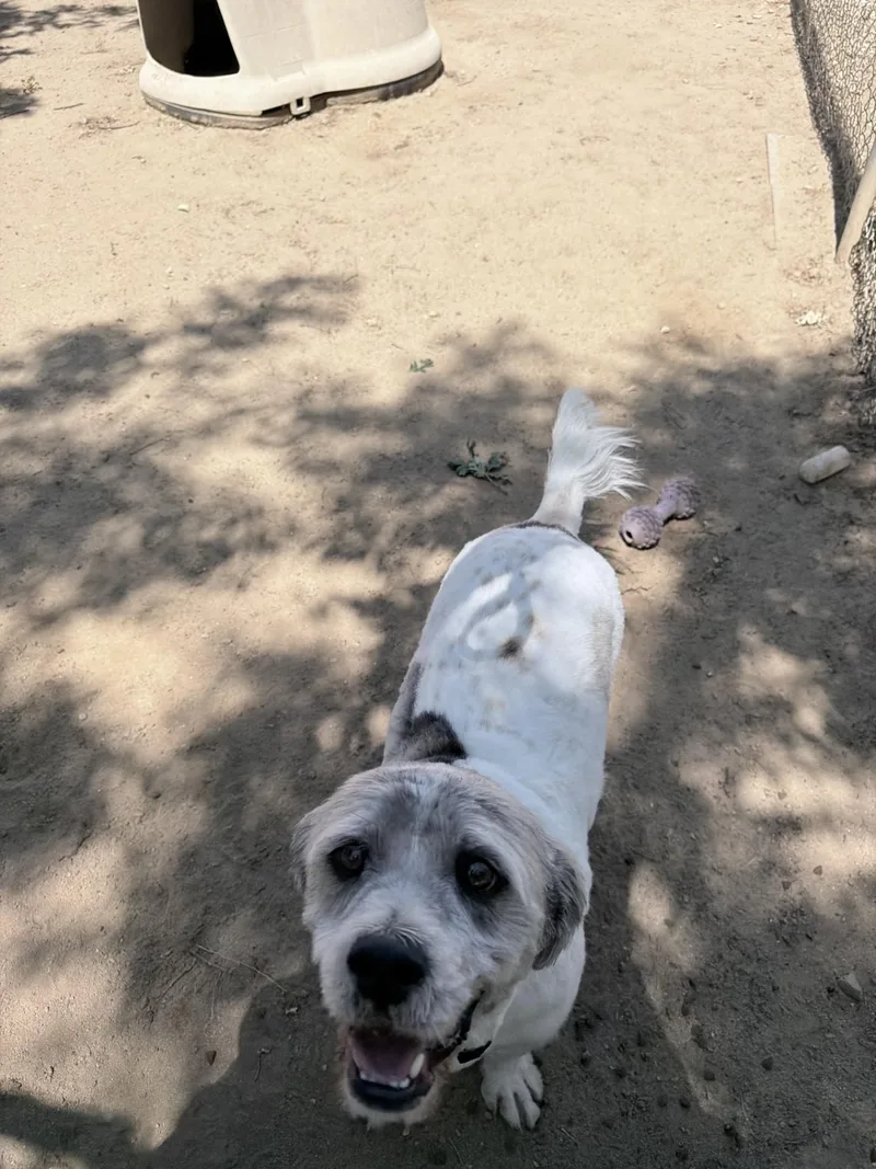 Sir Winston thumbnail 3