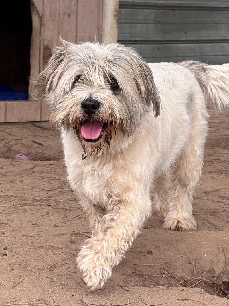 Sir Winston thumbnail 4