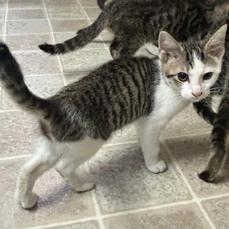 A baby small-sized female White Domestic Short Hair cat named Eliza for adoption in Salem, WV