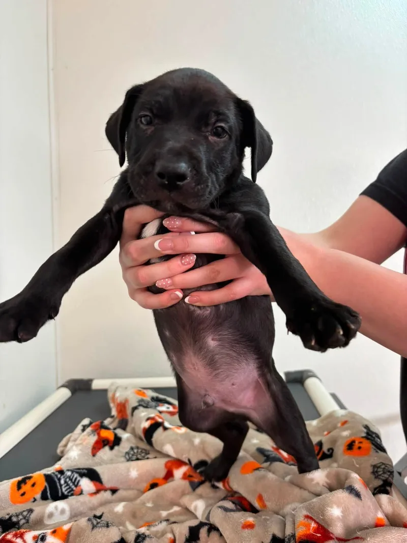 A baby medium-sized male Black Mixed Breed dog named Linden for adoption in Jamestown, ND