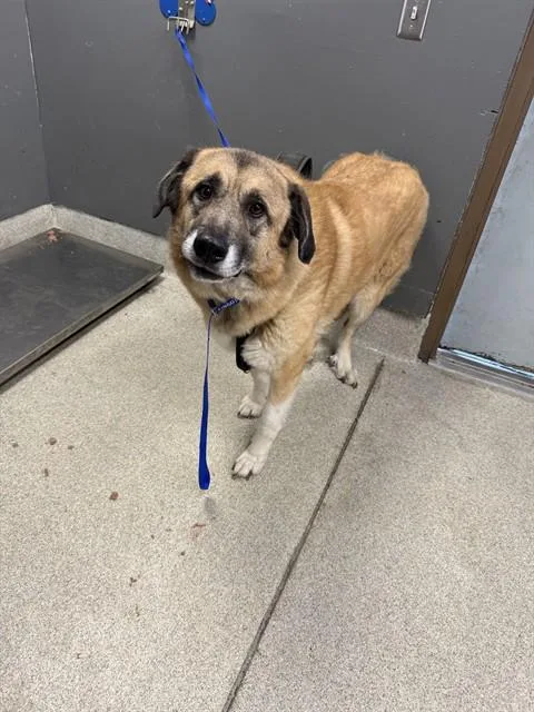 An adult extra large-sized male Anatolian Shepherd dog named Ro for adoption in Tallahassee, FL